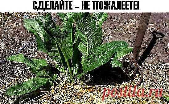 Хрен – единственное растение, способное вытягивать соль через поры кожи.
СДЕЛАЙТЕ – НЕ ПОЖАЛЕЕТЕ!
Избавиться от всей соли, которая накопилась в организме и может привести к солевым болезненным отложениям, помогут листья хрена..
Напоминаю проверенный и безотказный рецепт.
Возьмите свежие крупные листья хрена – 2 шт. Перед сном окуните их с двух сторон кипяток и сразу положите на спину, захватыва