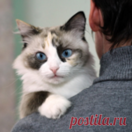 ПЫШНЫЙ БИСКВИТ, КОТОРЫЙ НЕ ОПАДАЕТ