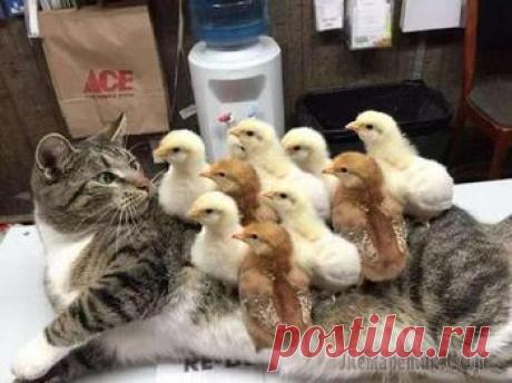 Собака, хомячок и 8 попугаев - необычные лучшие друзья, покорившие сердца миллионов людей