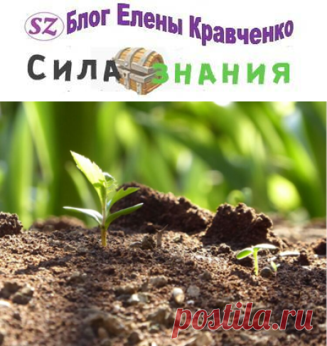 Когда сажать капусту на рассаду в 2021 году? Как вырастить капусту из семян