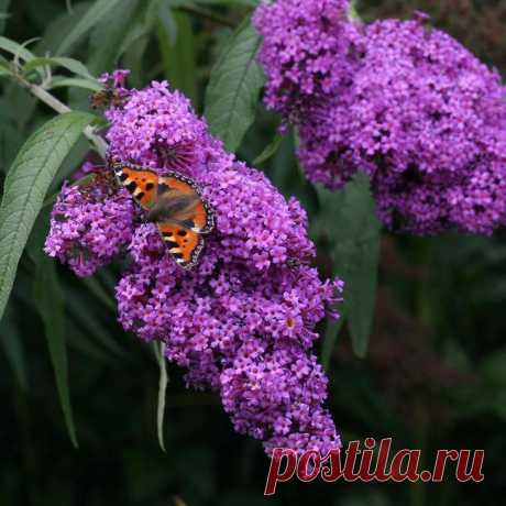 13 восхитительных растений, цветущих в сентябре