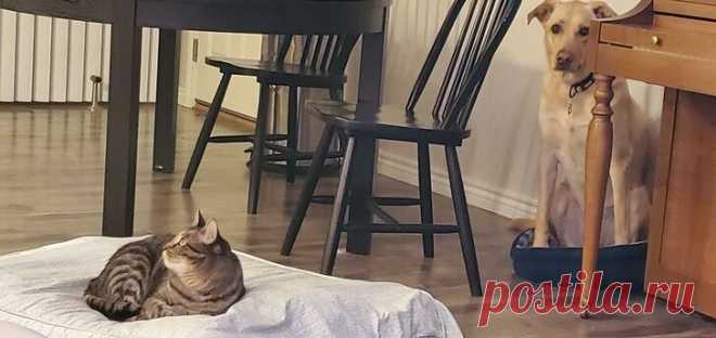 17 котиков, которые обожают выводить всех вокруг без стыда и совести