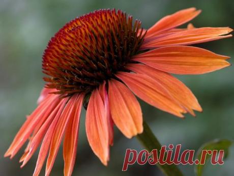 Эхинацея - посадка, уход. Сорта и болезни эхинацеи