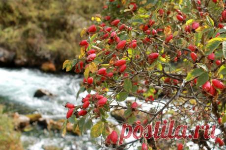Отвар, чай и настой шиповника для похудения.