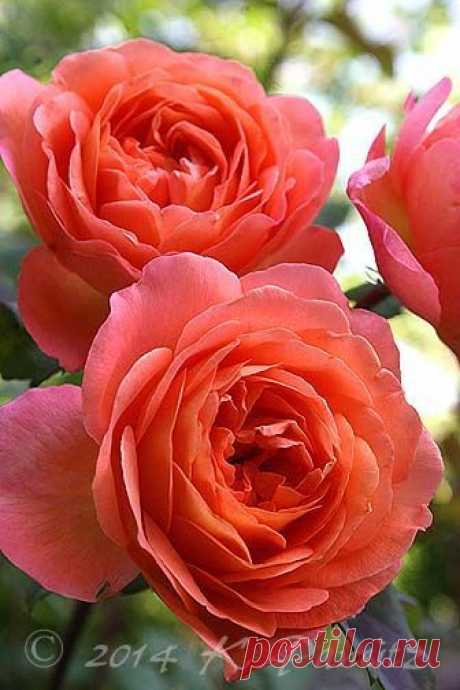 Bright young blooms of rosa 'Lady Emma Hamilton'  |  Pinterest: инструмент для поиска и хранения интересных идей