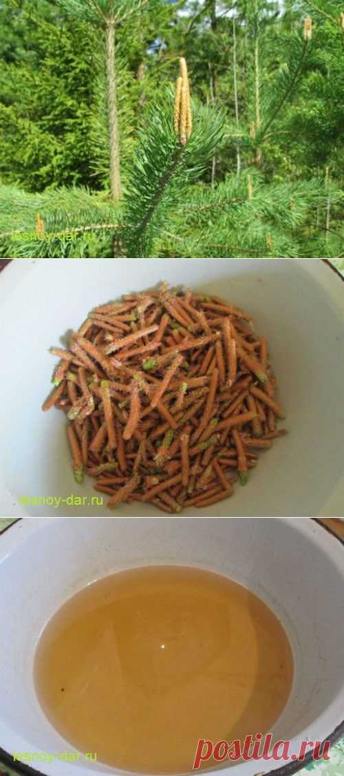 Сосновый мед из молодых побегов | Лесная кладовая