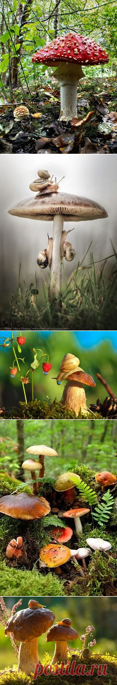(1171) Nature | Animals