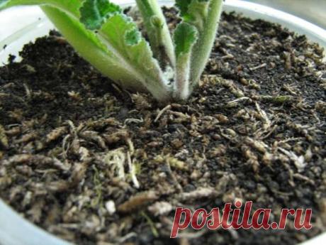 Грунт для выращивания стрептокарпусов - Страница 2 - Форум цветоводов Фрау Флора