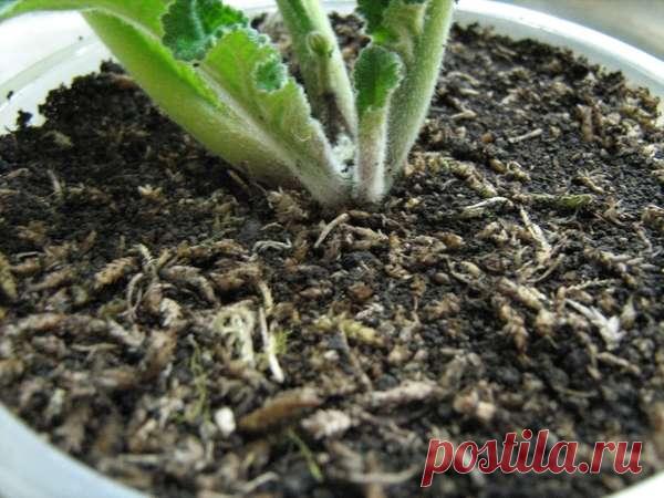 Грунт для выращивания стрептокарпусов - Страница 2 - Форум цветоводов Фрау Флора