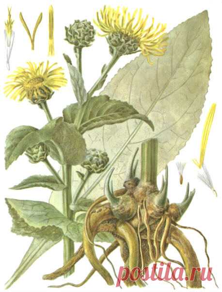 >> Девясил – свойства и применение корня девясила
