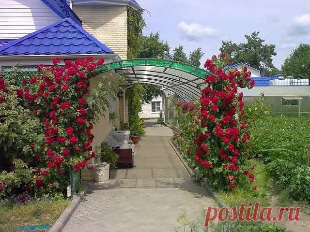 (1) Одноклассники