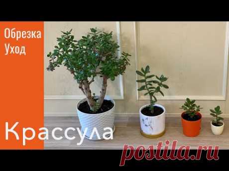 №22. Крассула (толстянка). Особенности ухода, начальное формирование кроны.
