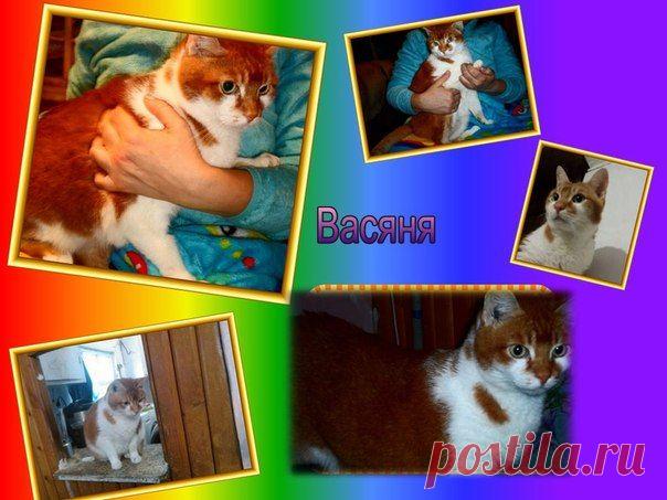 "Лига помощи бездомным животным"