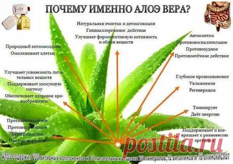 Десять Основых Причин для Употребления Геля Алоэ 
1. «Строительные Блоки» Алоэ. Амино кислоты — это блоки для построения здорового организма. Восемь амино кислот, без которых наш организм не может нормально функционировать и которые не генерируются нашим организмом, были найдены в Алоэ. Ежедневное употребление Алоэ Геля способствует восстановлению нашего запаса необходимых для организма амнинокислот. Анализ листа Алоэ показал, что Алоэ лучше, чем любое другое растение дуплицирует &gt;&gt;&gt;
