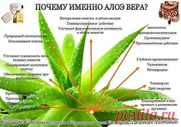 Десять Основых Причин для Употребления Геля Алоэ 
1. «Строительные Блоки» Алоэ. Амино кислоты — это блоки для построения здорового организма. Восемь амино кислот, без которых наш организм не может нормально функционировать и которые не генерируются нашим организмом, были найдены в Алоэ. Ежедневное употребление Алоэ Геля способствует восстановлению нашего запаса необходимых для организма амнинокислот. Анализ листа Алоэ показал, что Алоэ лучше, чем любое другое растение дуплицирует >>>