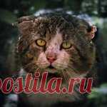 Уродливый Кот... ревела,как дура