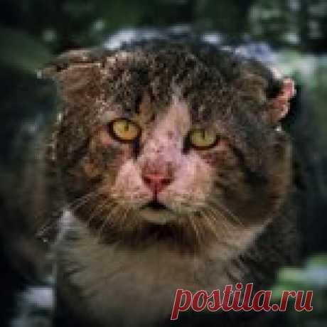 Уродливый Кот... ревела,как дура