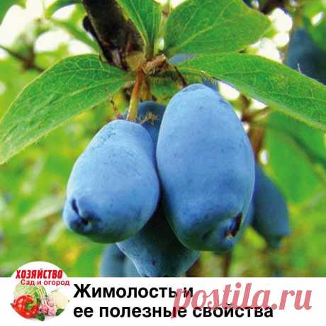Еженедельник Хозяйство