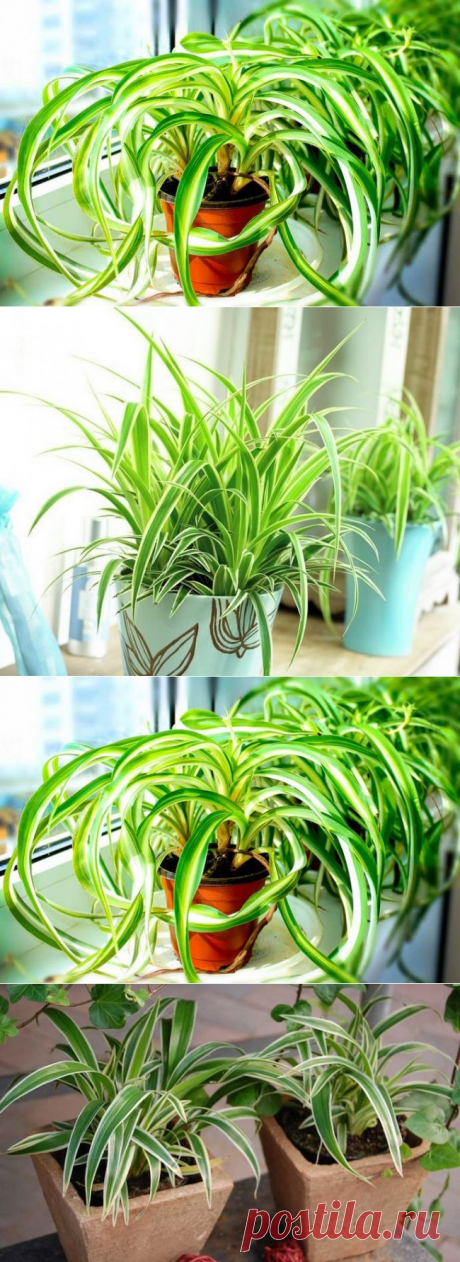 Приметы и суеверия о пользе и вреде цветка хлорофитума для дома