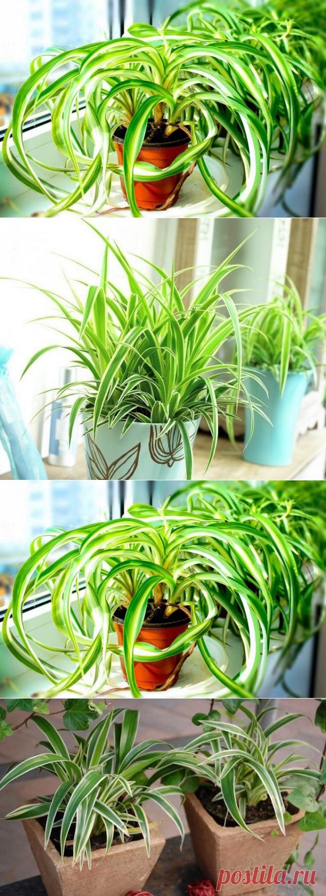 Приметы и суеверия о пользе и вреде цветка хлорофитума для дома