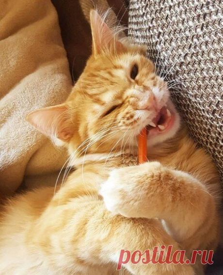 Кототерапия. Подборка забавных фото котов для хорошего настроения. Улыбнитесь! )) | Мечтательная кошка | Яндекс Дзен