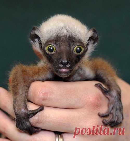 Детёныши редких животных