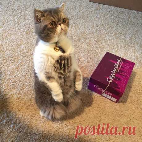 Без кота и жизнь не та