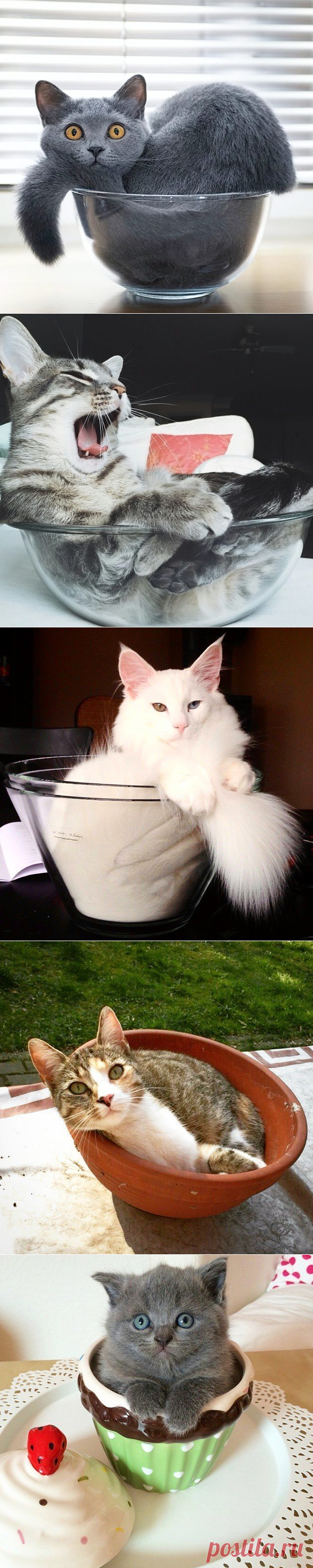 Истинное предназначение ваз, мисок и горшков)))