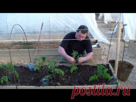 ▶ Когда и как высаживать томаты в открытый грунт - YouTube