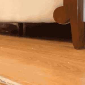 Cat GIF - Find & Share on GIPHY Discover & share this Animals GIF with everyone you know. GIPHY is how you search, share, discover, and create GIFs.