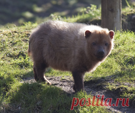 Самая странная собака в природе