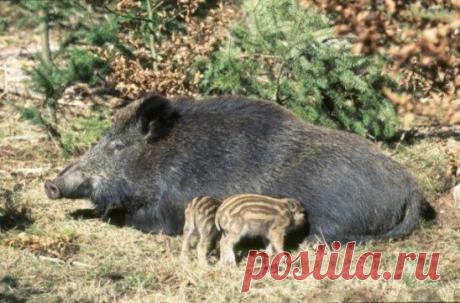 Одноклассники