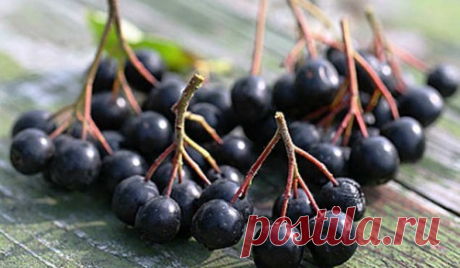 Заготовки из черноплодной рябины