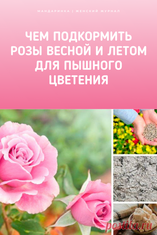 Чем подкормить розы весной и летом для пышного цветения