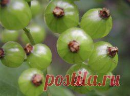 Зеленая смородина: сибирская диковинка с медовым вкусом