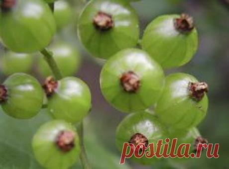 Зеленая смородина: сибирская диковинка с медовым вкусом