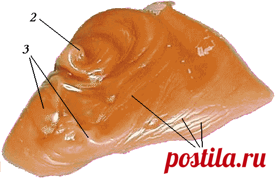 Отливки на воск: Испуг, Невроз, Переживания, Неблагоприятные влияния