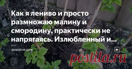 Как я лениво и просто размножаю малину и смородину, практически не напрягаясь. Излюбленный и рабочий метод. Здравствуйте, дорогие читатели!
Я очень люблю ягоду, и смородина и малина в числе любимейших. Я готова вёдрами кушать их в свежем виде, а ещё варить джемы, варенья, настойки и компоты. Ягодных кустарников на моём участке много и опыта их размножения соответственно. При чём, как отрицательного, так и положительного. Были времена, когда я только так плюхалась в своём н...