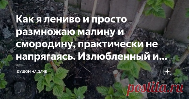 Как я лениво и просто размножаю малину и смородину, практически не напрягаясь. Излюбленный и рабочий метод. Здравствуйте, дорогие читатели!
Я очень люблю ягоду, и смородина и малина в числе любимейших. Я готова вёдрами кушать их в свежем виде, а ещё варить джемы, варенья, настойки и компоты. Ягодных кустарников на моём участке много и опыта их размножения соответственно. При чём, как отрицательного, так и положительного. Были времена, когда я только так плюхалась в своём н...