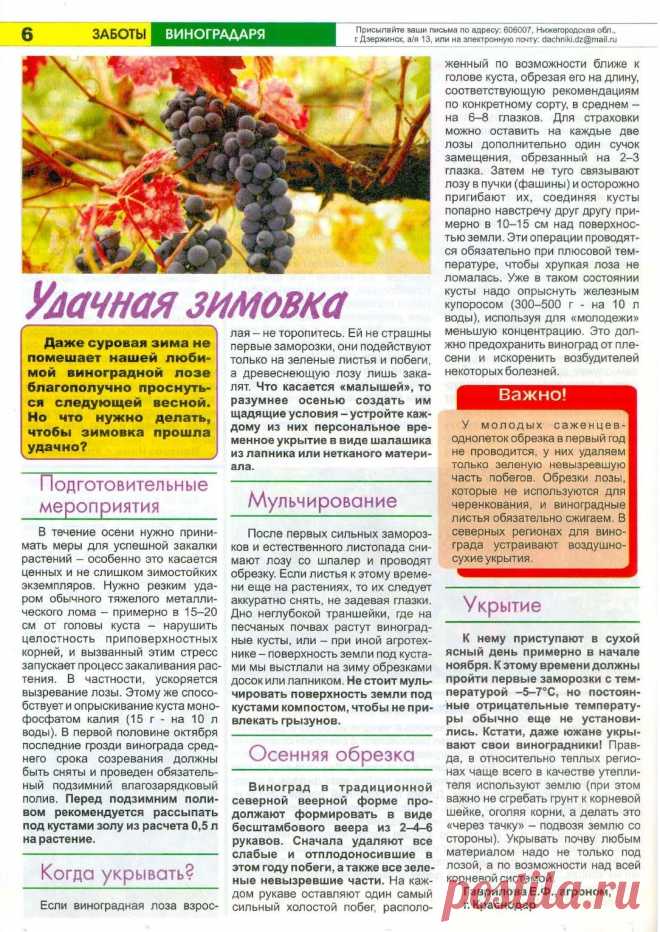 Удачная зимовка винограда