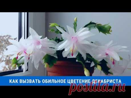 Как вызвать обильное цветение декабриста в домашних условиях