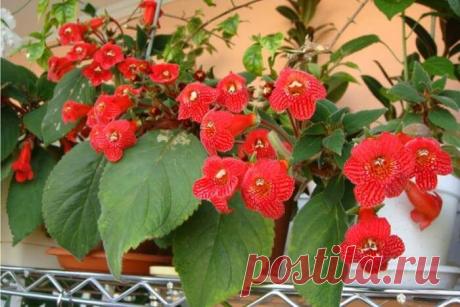 Все комнатные растения с красными цветами