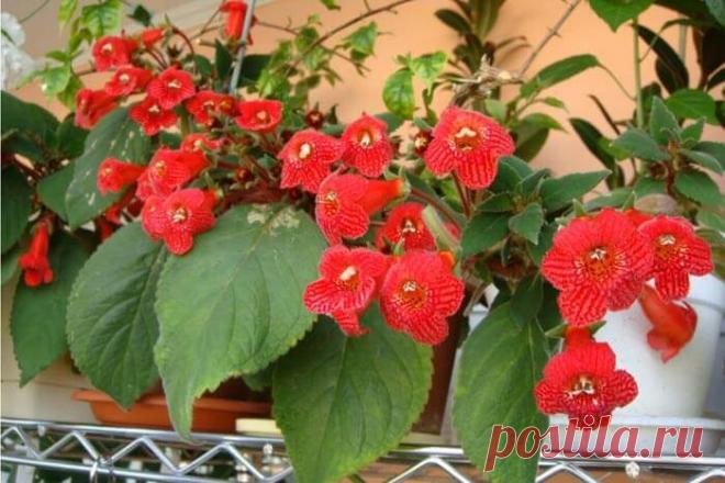 Все комнатные растения с красными цветами