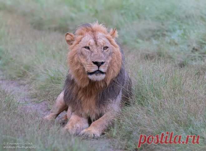 Male Lion - Panthera leo Khwai private Concession, Botswana, 2017. Here is our camp intruder ( see previous image)