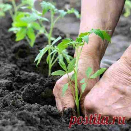 Что сажать в апреле в открытый грунт?