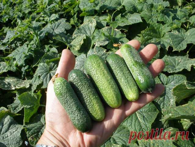подкормки для огурцов