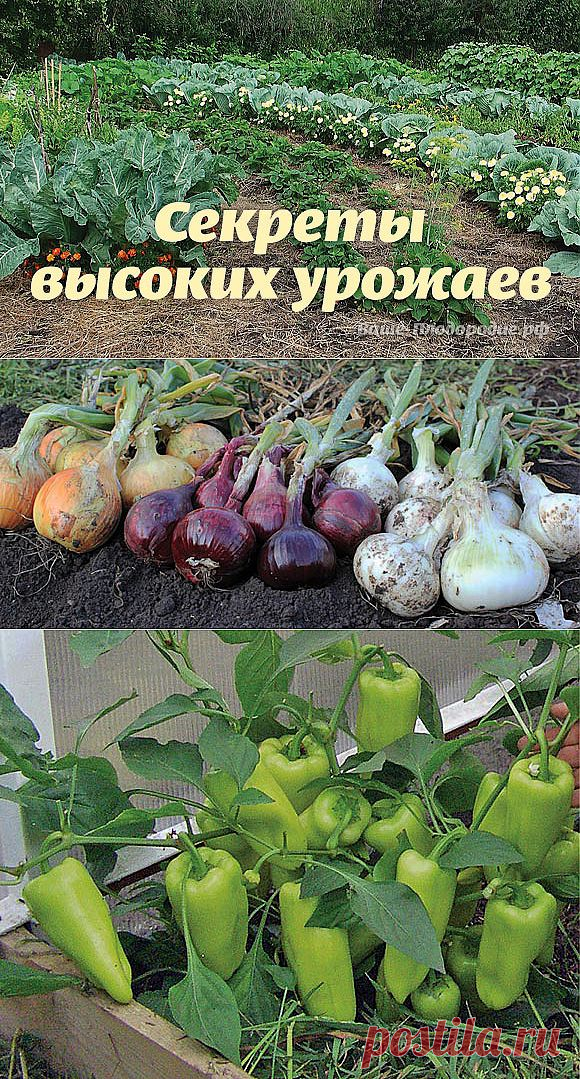 Секреты высоких урожаев — Ваше Плодородие