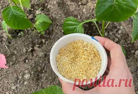 Помидоры и перцы завалят урожаем вкусных, крупных плодов, если их подкормить обычным пшеном |... Каждый огородник ждет от своих посадок богатый и вкусный урожай. Но получить его без применения подкормок вряд ли получится. Я сторонница органики, поэтому никогда не использую минеральные...