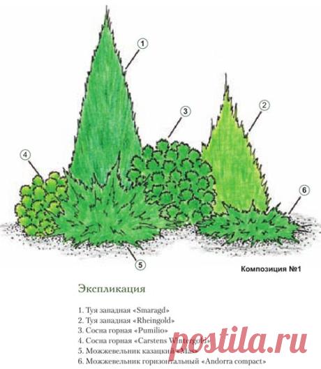 Хвойные композиции для вашего сада