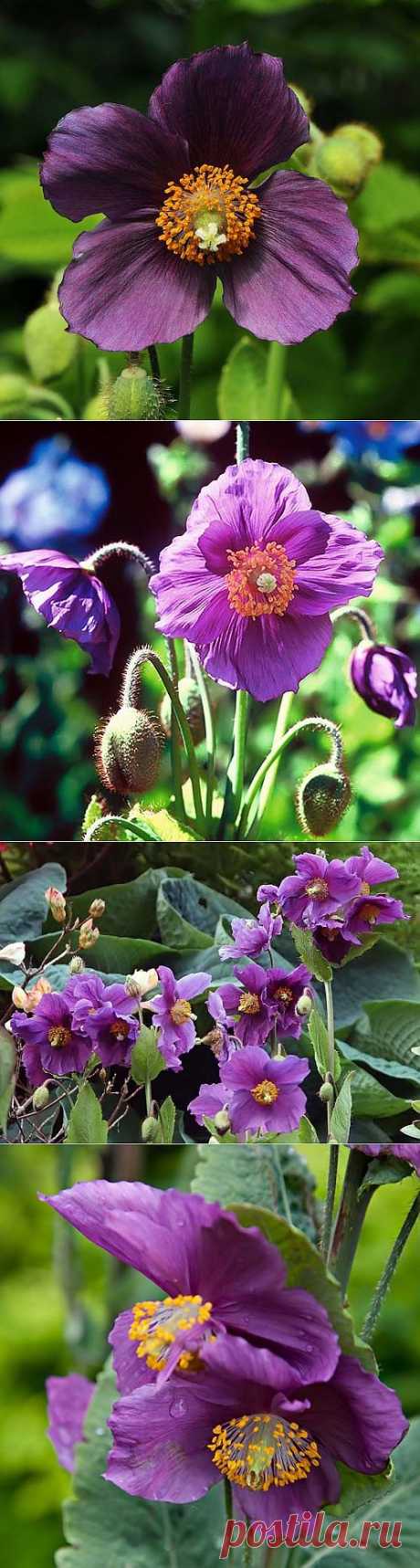 Meconopsis BETONICIFOLIA &quot;HENSOL VIOLET&quot; - Интернет-магазин - Адениум дома: от семян до растений. Выращивание и уход.
